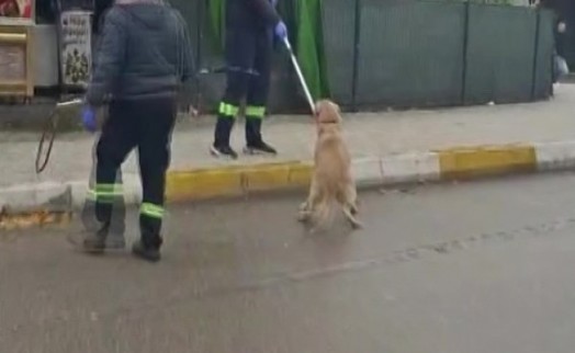 Önce Bornova, şimdi Güzelbahçe: İzmir’de köpeklerin toplanmasına tepki büyüyor!