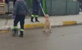 Önce Bornova, şimdi Güzelbahçe: İzmir’de köpeklerin toplanmasına tepki büyüyor!