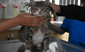 Ortaokul öğrencileri, yaralı kedi 'Kurabiye'nin tedavisi için harçlıklarını biriktirdi