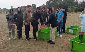 Tedavisi tamamlanan 4 deniz kaplumbağası, İzmir’den törenle denize salındı
