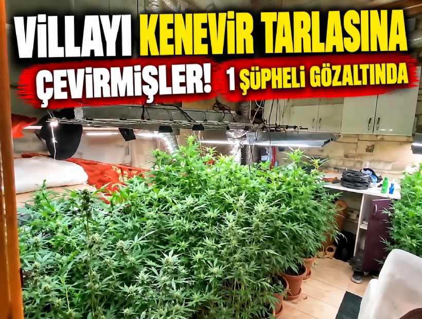 Villayı kenevir tarlasına çevirmişler! 1 şüpheli gözaltında