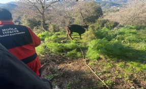 10 metre derinlikteki kuyuya düşen buzağı kurtarıldı