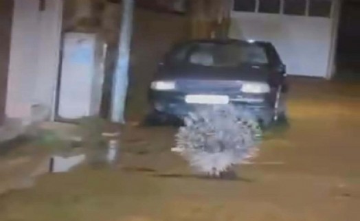 Aydın'da nesli tükenme altındaki oklu kirpi görüldü