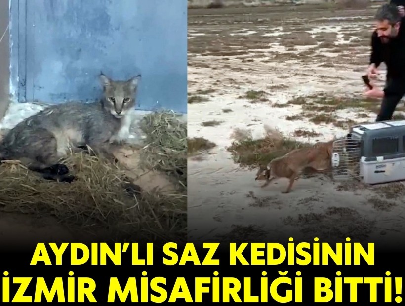 Aydın'ın saz kedisinin İzmir misafirliği bitti