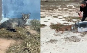 Aydın'ın saz kedisinin İzmir misafirliği bitti