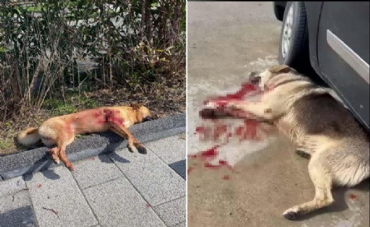 Bodrum’da 2 köpeğin öldürülmesi olayında savcılık itirazı sonrası tutuklama talebi