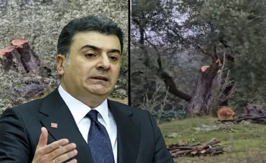CHP'den Milas için çağrı: 1,5 milyon zeytin ağacının akıbeti sorulmalı'