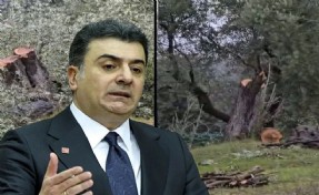 CHP'den Milas için çağrı: 1,5 milyon zeytin ağacının akıbeti sorulmalı'