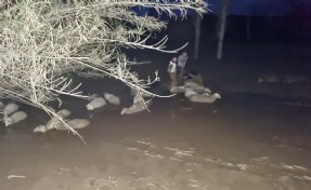 Çamura saplanan 30 koyun kurtarıldı, 2 koyun öldü