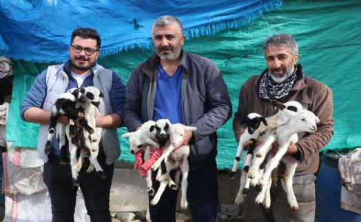 Denizli'de koyun dokuz doğurdu