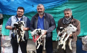 Denizli'de koyun dokuz doğurdu