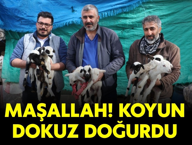 Denizli'deki koyun dokuz doğurdu