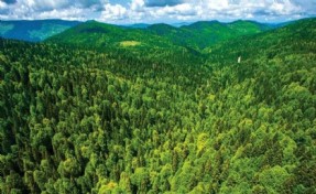 İzmir’de 145 bin metrekarelik alan orman sınırı dışına çıkarıldı