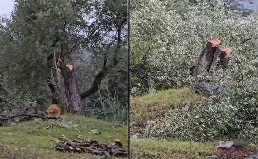 Muğla Valiliği'nden Milas'taki zeytin ağacı kesimine soruşturma