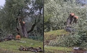 Muğla Valiliği'nden Milas'taki zeytin ağacı kesimine soruşturma