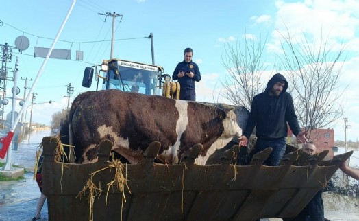 Selde mahsur kalan hayvanlar kurtarıldı