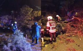 Seyir halindeki aracın üstüne ağaç devrildi: 2 yaralı