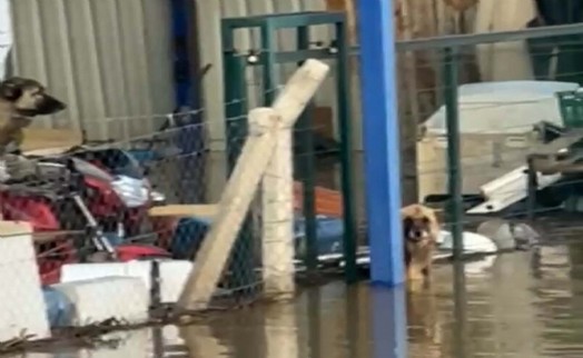 Şoför ihbar etti; su dolan çiftlikte mahsur kalan köpekleri hayvanseverler kurtardı