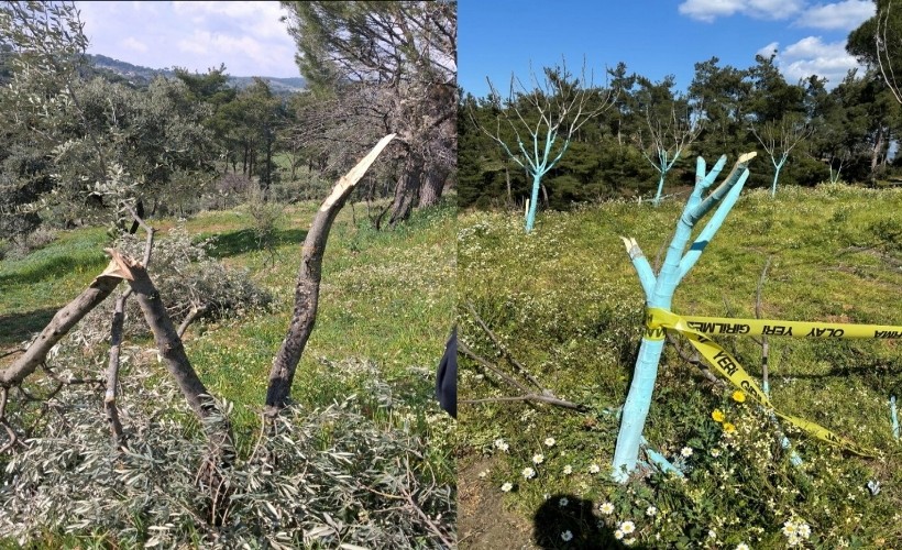 Aydın'da katilam: 700 incir ve zeytin ağacına kıydılar!