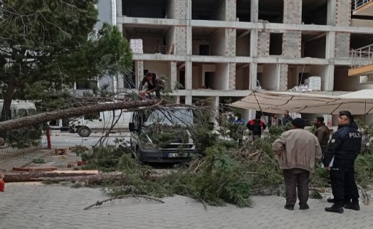 Çam ağacı minibüs üzerine devrildi