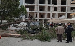 Çam ağacı minibüs üzerine devrildi