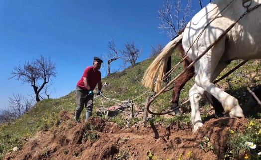 Günlük 8 bin TL'ye at ile çift sürecek işçi bulunamıyor