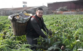 İzmir'in enginar hasadı başladı