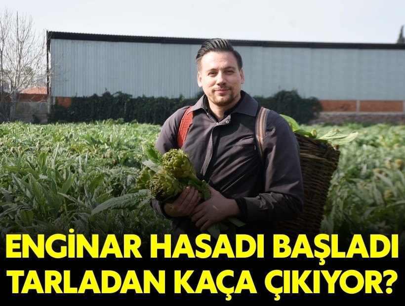 İzmir'in enginar hasadı başladı