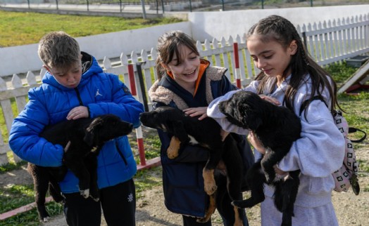 İzmir’de 2 bin 300 patili yuva bekliyor; 'Satın alma, sahiplen' çağrısı