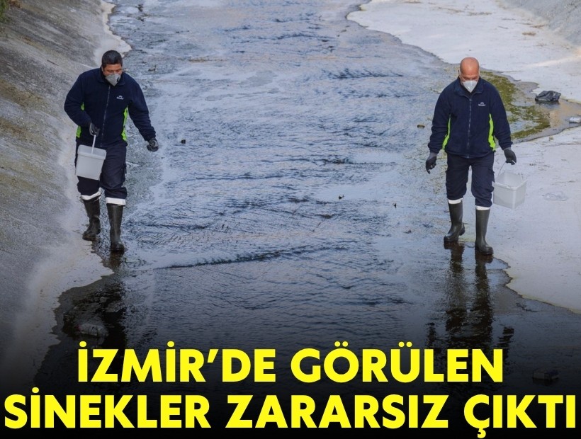 İzmir’de görülen sinekler zararsız çıktı!