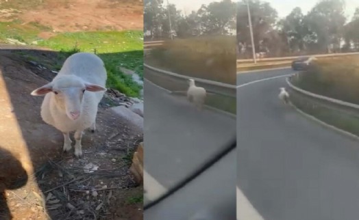 Kaçan koyun, bulunup sahibine teslim edildi