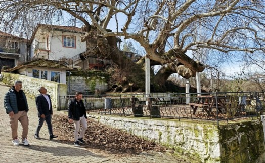 Manisa'da 2 bin yıllık anıt çınar, hayran bırakıyor
