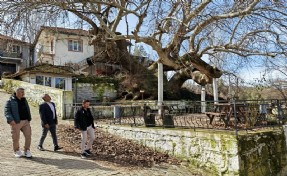 Manisa'da 2 bin yıllık anıt çınar, hayran bırakıyor