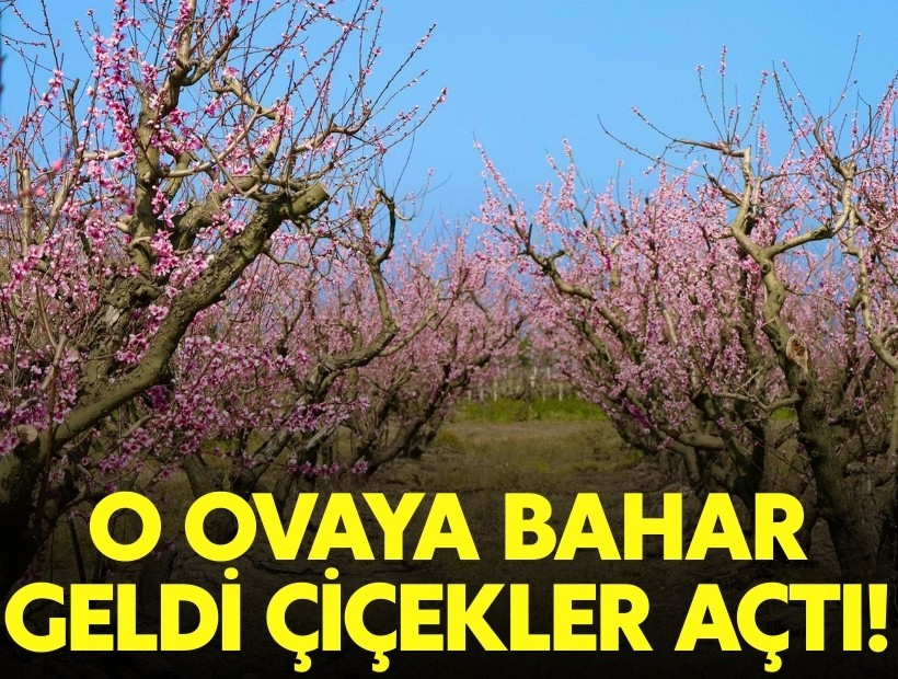 O ovaya bahar geldi: Meyva ağaçları çiçek açtı