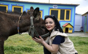Saplandığı çamurdan kurtarılan eşek 'Fıstık' koruma altında