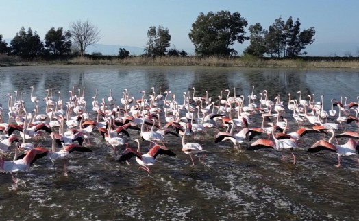Söke Ovası'nın yeni sahibi flamingolar