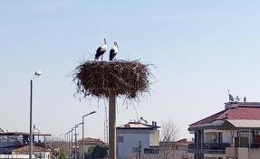 Sümer Köyü'ne bahar geldi!