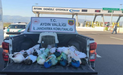 Yolcu otobüsünde 12 tavus kuşu ele geçirildi