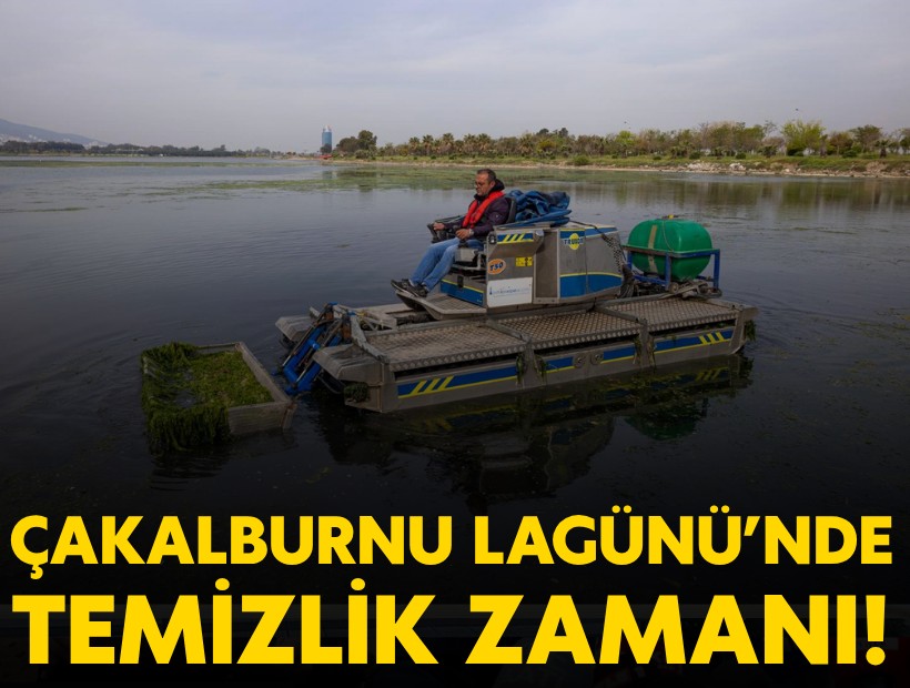 Çakalburnu Lagünü’nden Körfez’e yayılan yosunlara yoğun müdahale