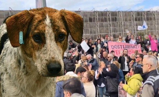 Hayvanseverler mücadele edip kazandı! 'Toplatma kararı' ve 'ötanazi' geri çekildi