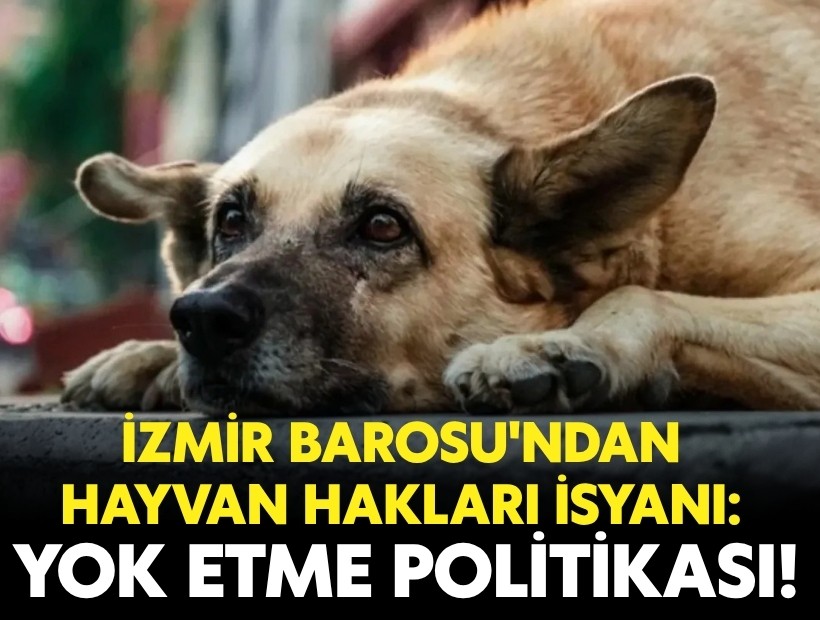 İzmir Barosu'ndan hayvan hakları isyanı: 'Yok etme politikası'