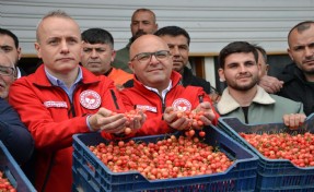 Sezonun ilk kirazı 6 bin TL'den satıldı