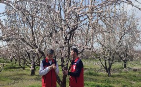 Zirai don sonrası hasar tespiti