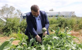 Seferihisar’da enginar için hasat sezonu başladı!