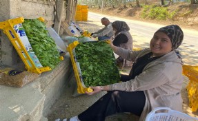Alaşehir'de asma yaprağı üreticiye can suyu oldu