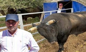 Boğanın saldırısına uğrayan besici, 51 günlük yaşam savaşını kaybetti