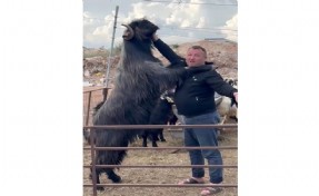 Boyundan büyük teke yetiştirdi