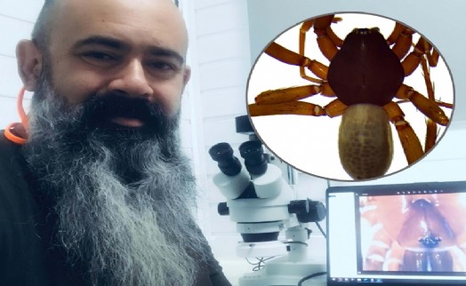 Ege'de 8 yeni örümcek türü keşfedildi