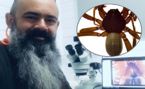 Ege'de 8 yeni örümcek türü keşfedildi