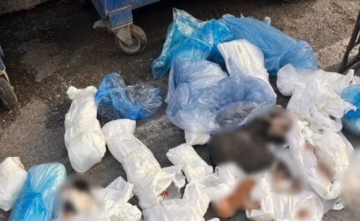 İzmir'de 33 kedinin ölü bulunmasına ilişkin soruşturma: Savcılık itiraz etti